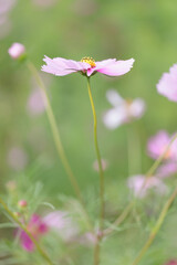 コスモスは秋に咲く花です。