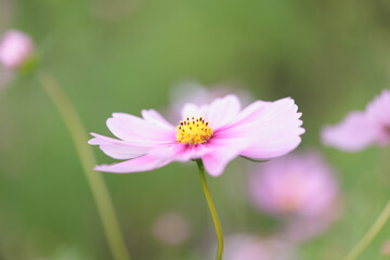 コスモスは秋に咲く花です。