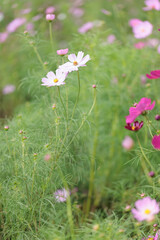 コスモスは秋に咲く花です。