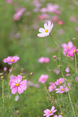 コスモスは秋に咲く花です。