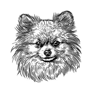 recommend clip art: pomeranian, head portrait engraving black and white outline