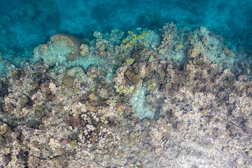 Coral reef from above - Aerial view of Pristine coral reef from above - Colorful healthy corals growing on shallow reef system in the Pacific Ocean