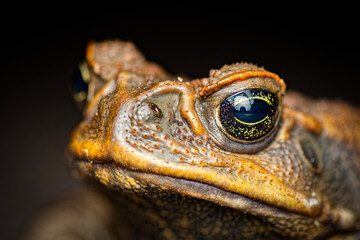 The cane toad, also known as the giant neotropical toad or marine toad, is a large, terrestrial true toad native to South and mainland Central America.