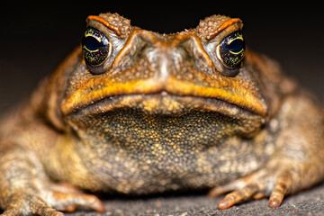 The cane toad, also known as the giant neotropical toad or marine toad, is a large, terrestrial...