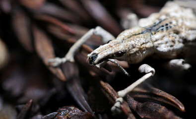 森の枯葉の上をすすむヒメシロコブゾウムシの顔アップ（自然光＆ストロボ・マクロレンズ接写）