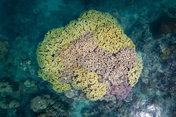 Coral reef from above - Aerial view of Pristine coral reef from above - Colorful healthy corals growing on shallow reef system in the Pacific Ocean