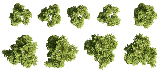 Set of trees rendered from the top view, 3D illustration, for digital composition, illustration, 2D plans, architecture visualization. © ANDRIBENKY