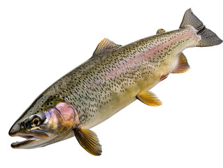 Obraz premium Close-up image of a rainbow trout fish isolated against a white background, showcasing its colorful scales and fins.