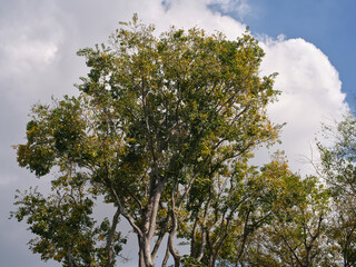 tree under heavy cloud