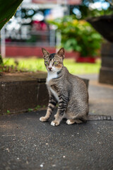 A cat plays in the garden