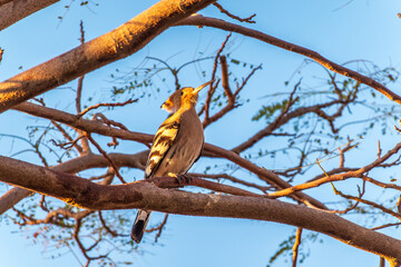 Eurasian Hoopoe, Upupa epops, on a dry tree branch.