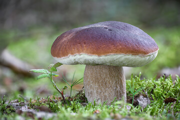 Amazing edible mushroom boletus edulis known as porcini in moss
