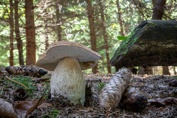 Summer coniferous forest with porcini mushroom, cones and wood