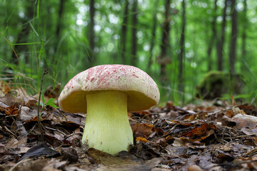 Very beautiful and rare Boletus regius mushroom