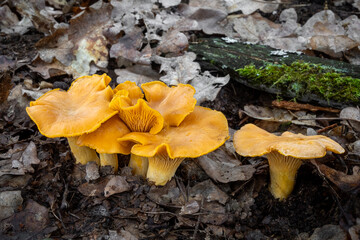 Group of beautiful yellow girolle mushrooms in leafy forest - Czech Republic, Europe