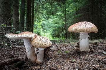 Amazing group of edible mushrooms amanita rubescens known as blusher