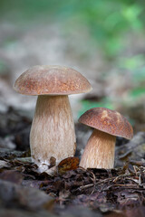 Detail shot of two amazing edible mushroom Boletus reticulatus