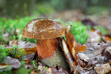 Neoboletus luridiformis commonly known as scarletina bolete after rain