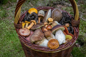 Colorful edible mushrooms in wicker basket on moss