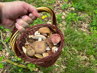 Hand holds wicker basket with freshly picked mushrooms in grassy forest