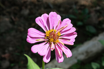 Zinnia, Old-fashioned, old maid, and Zennia elegans pink color flowers