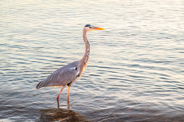 A heron hunting in the sea. Grey heron on the hunt