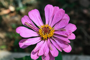 Zinnia, Old-fashioned, old maid, and Zennia elegans pink color flowers