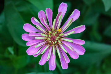 Zinnia, Old-fashioned, old maid, and Zennia elegans pink color flowers