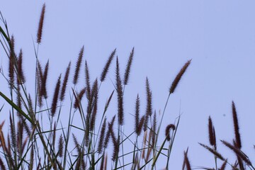 view of the grass with a beautiful bright blue sky in the background