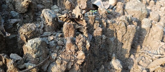 view of dry soil texture