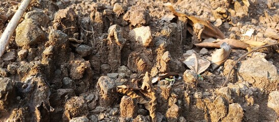view of dry soil texture