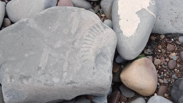 Ancient large ammonite fossil exposed on blue lias rock stone on Jurassic Coast of Kilve Beach in England UK