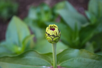 Zinnia, Old-fashioned, old maid, and Zennia elegans Orange Color Flowers