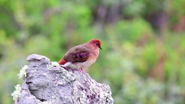 Blue eyed Ground Dove Endangered singing on rock in Caatinga forest in Brazil