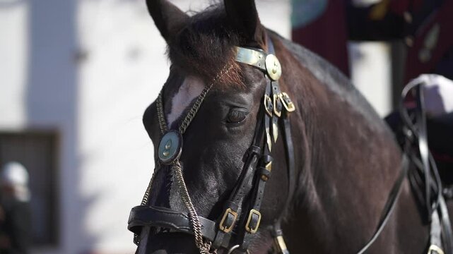 Close-up view of a brown Argentine cavalry horse with its accessories.