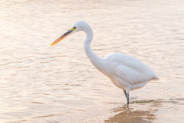 Great egret (Ardea alba), a medium-sized white heron fishing on the sea beach