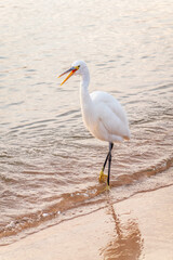 Great egret (Ardea alba), a medium-sized white heron fishing on the sea beach