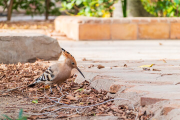 Eurasian hoopoe or Common hoopoe (Upupa epops) bird close-up on the ground © Dmitrii Potashkin