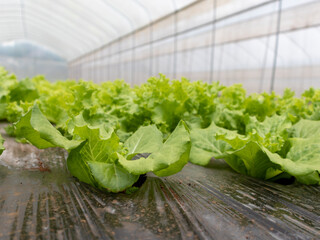 Hydroponic Lettuce Cultivation: A Fresh Symphony of Green in the Modern Farming Landscape