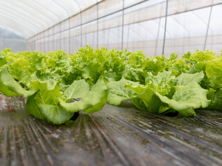 Hydroponic Lettuce Cultivation: A Fresh Symphony of Green in the Modern Farming Landscape