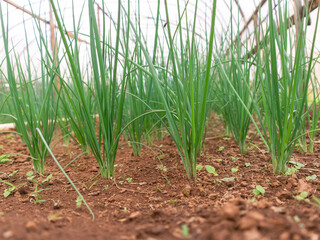 Organic Harvest: Young Green Onions Thriving in Rich Soil