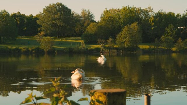 Swans on Lake at Sunrise with Green Fields and Trees in Background - Golden Hour Lighting