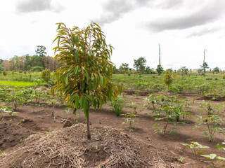 Emerging Durian Grove: A Young Durian Seedlings surrounded by cassava tree.