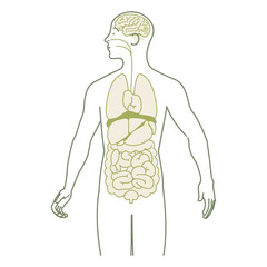 シンプルな人体図のイラスト