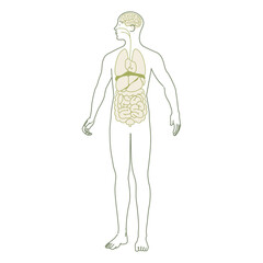 シンプルな人体図のイラスト