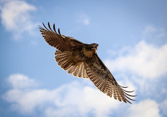 red tailed hawk