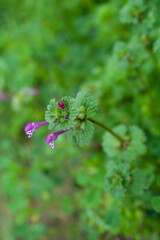 Henbit deadnettle beautiful pink flowers