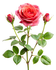 a rose bush with a long stem sticking out of the ground  on a white background. AI GENERATED