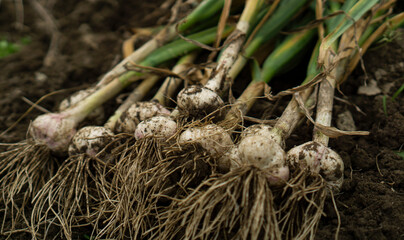 Freshly harvested garlic at the field.  畑で収穫したてのニンニク