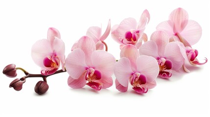 Elegant Pink Orchid Bloom on White Background